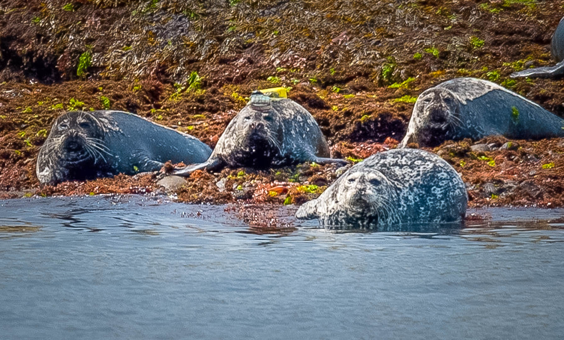 Picture-1 – Marine Mammal Research Unit