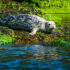 Harbour seals respond differently to pulses of out-migrating coho and Chinook salmon smolts