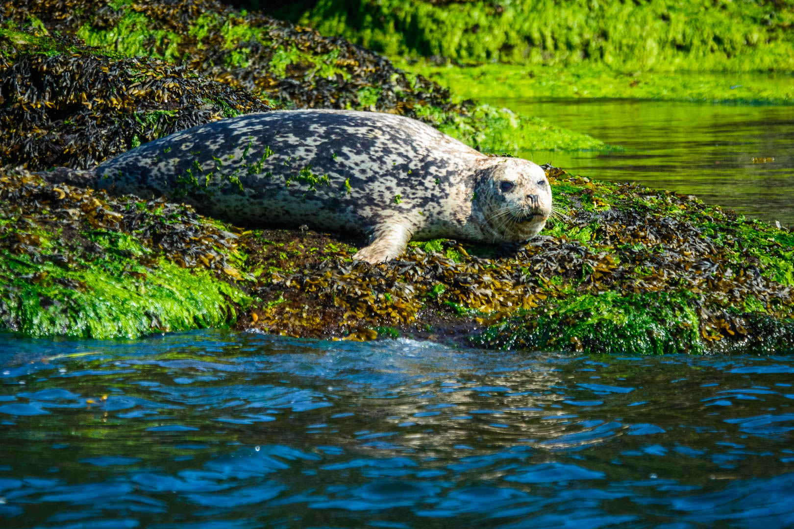 Harbour Seal MMRU