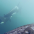 SWIMMING WITH THE POD