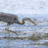 Blue herons identified as a top juvenile salmon predator