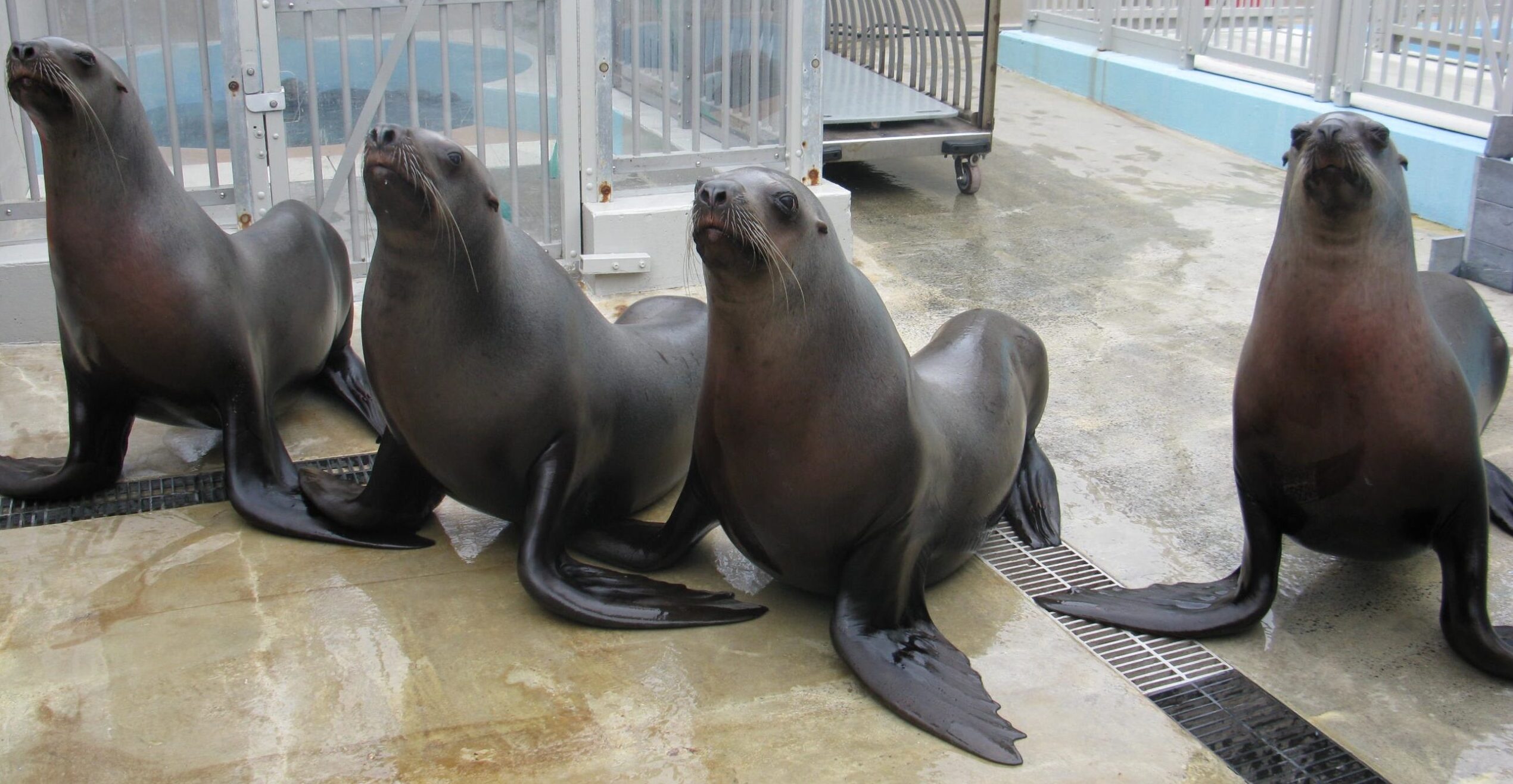 Image - Marine Mammal Research Unit