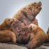 What do differences in animal behaviour reveal about the decline of Steller sea lions in Alaska?