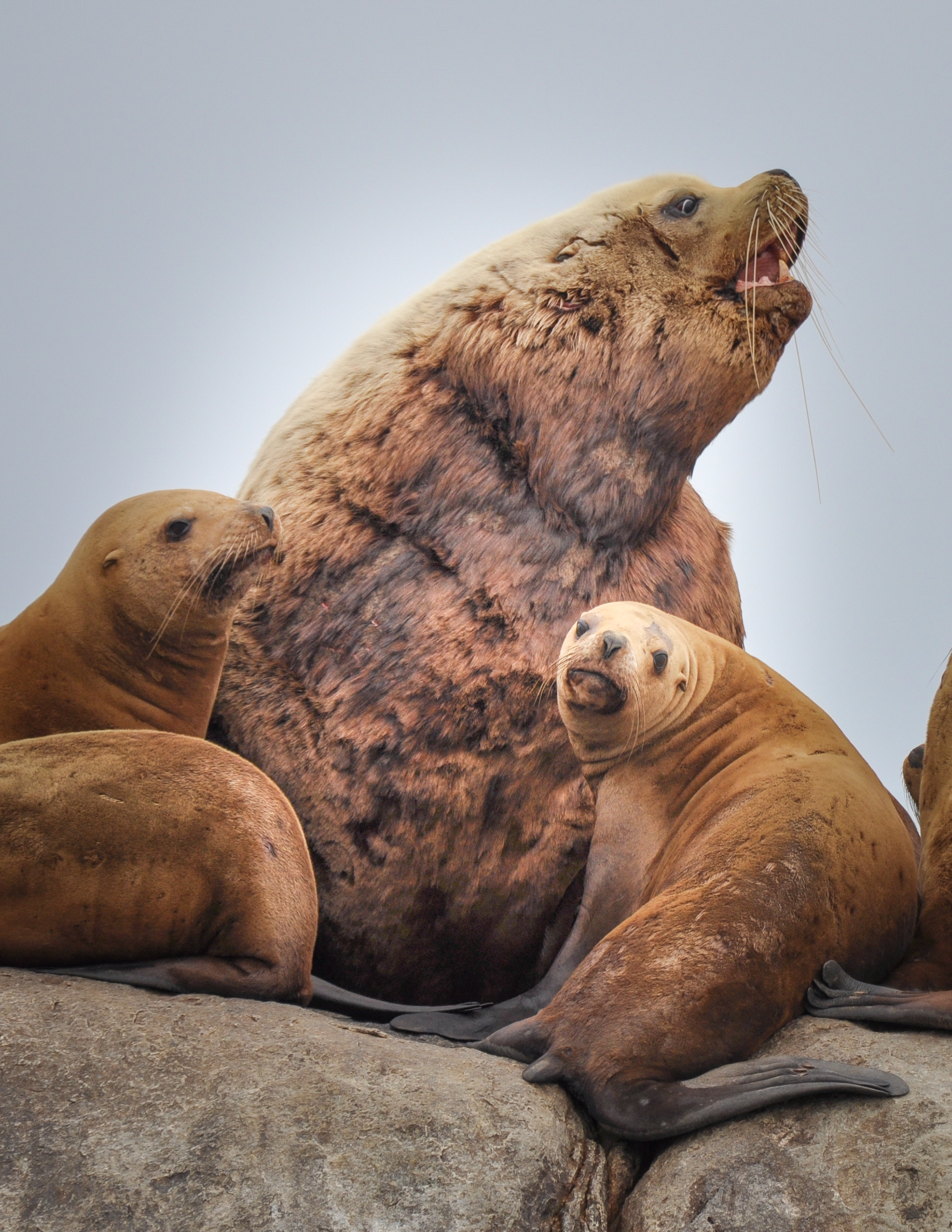 seals vs. sea lions: what's the difference?