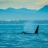 No apparent shortage of prey for southern resident killer whales in the Salish Sea during summer