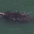 How big is that whale?