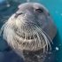 Long-term studies quantify the prey requirements of pinnipeds, and help predict the effects of nutritional stress.