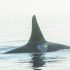 Decoding the secret lives of killer whales one micro-second at a time