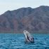 Grey Whale Watching in Baja California Sur, Mexico