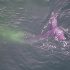 Grey Whales — the other Pacific Northwest resident whale