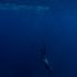 How do marine mammals make decisions about diving?
