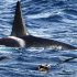 Oceanic Orcas: A new population of killer whales in the Northeast Pacific?