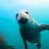 Aortic Bulbs: The secret to pinniped diving prowess?