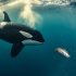 Beyond the Surface: Unravelling the killer whale prey paradox