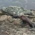 Pupnapping & Sexual Coercion: A barrier to species recovery?