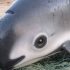 Gillnets and extinction: the Vaquita’s last stand